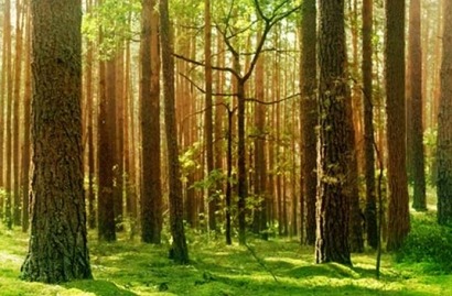 la biomasse et la gestion durable des forêts comme alternatives à la déforestation mondiale