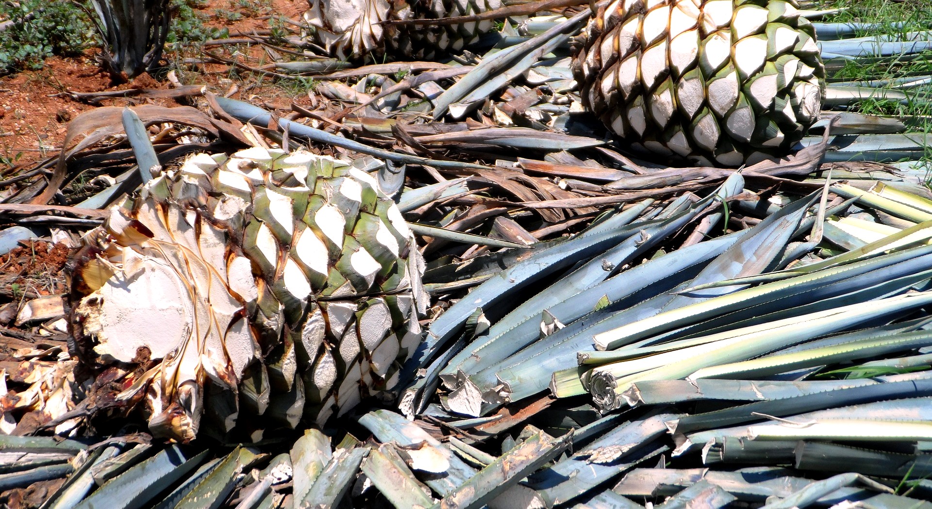 Agave Tequilana Biomasse Mexiko