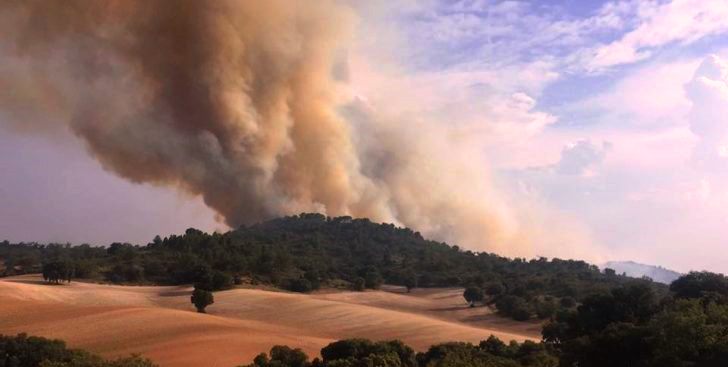 biomasse des feux de forêt