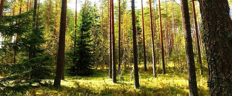 Wald, in dem Biomasse gewonnen wird