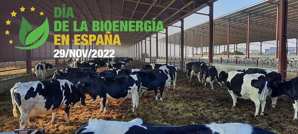 bioenergia da biomassa